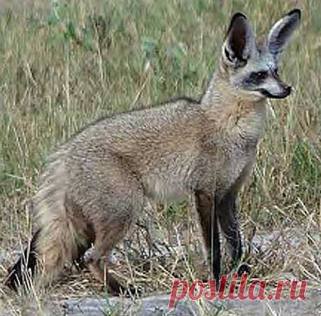 Bat-Eared Fox - Listens for Termites and Critters | Animal Pictures and Facts | FactZoo.com