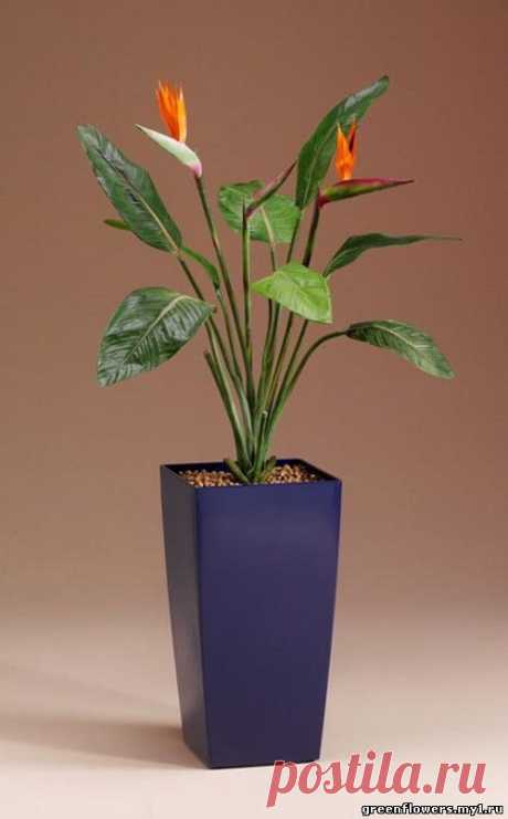 декоративно - цветущие растения :: растения и комнатные цветы с фото и названиями