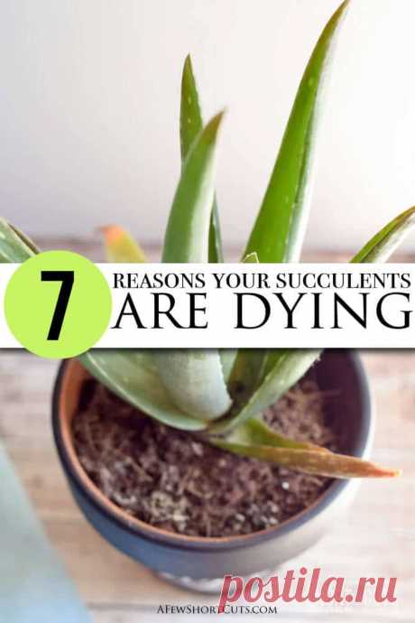 7 Reasons Your Succulents are Dying - A Few Shortcuts