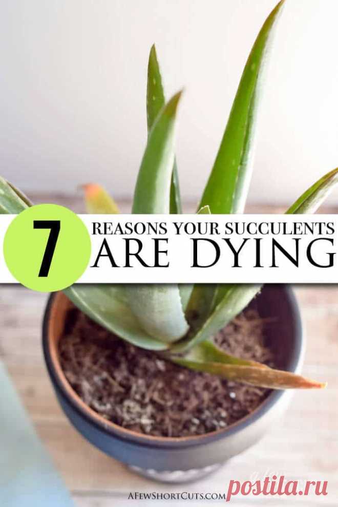 7 Reasons Your Succulents are Dying - A Few Shortcuts