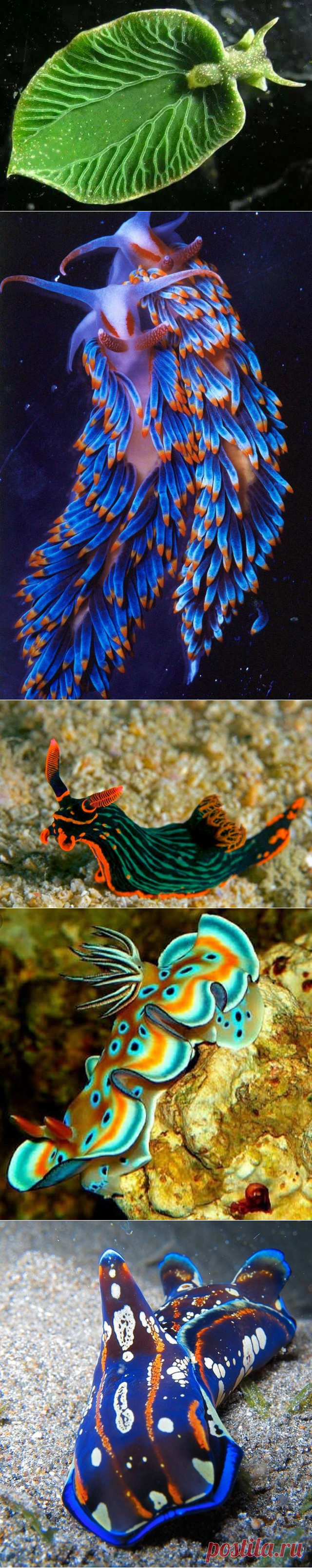 Морские бабочки — самые красивые обитатели морских глубин