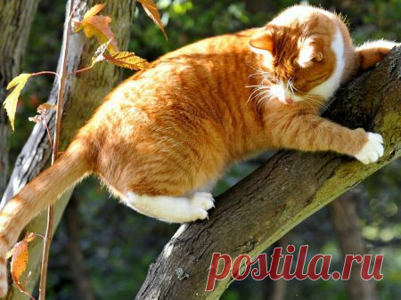 Climb kitty climb - Cats & Animals Background Wallpapers on Desktop Nexus (Image 1563575)