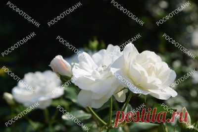 Белые розы крупным планом Белые розы крупным планом на фоне зеленых листьев летом в саду.