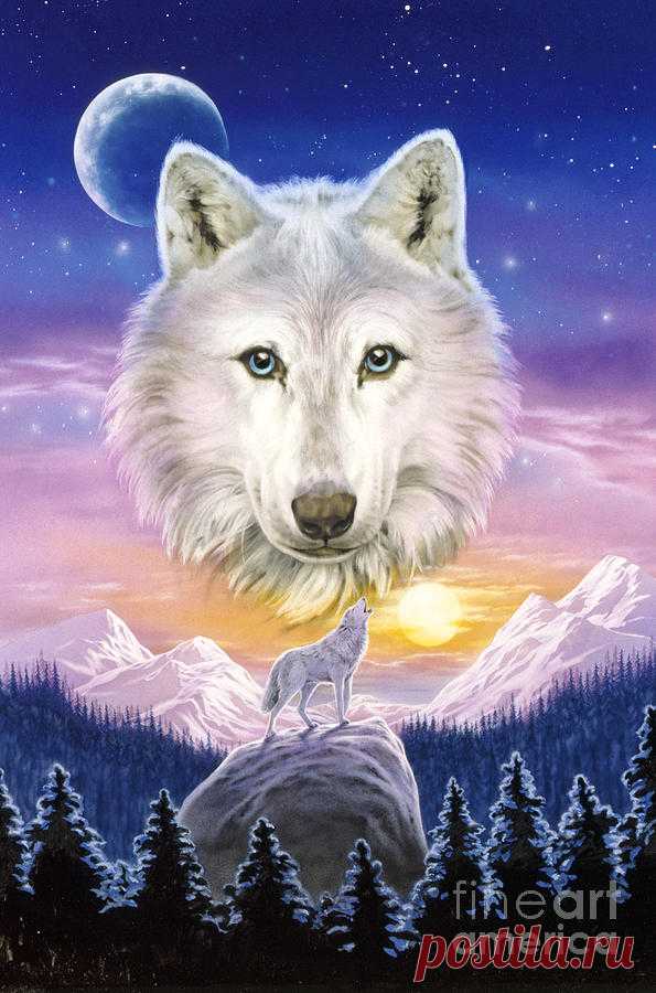 Mountain Wolf by MGL Meiklejohn Graphics Licensing Mountain Wolf Digital Art by MGL Meiklejohn Graphics Licensing