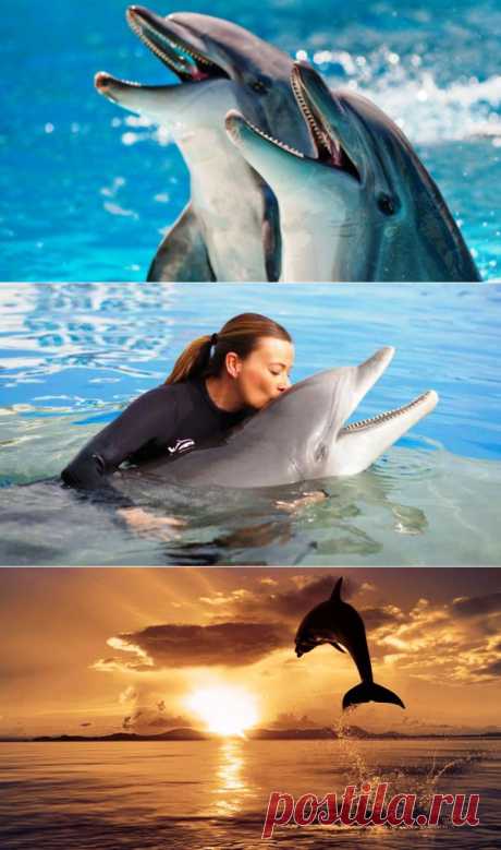 (+1) - Интересные факты о дельфинах | Полезные советы