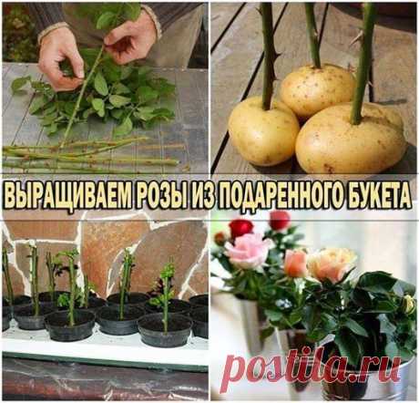 Выращиваем розы из букета | Огород без хлопот