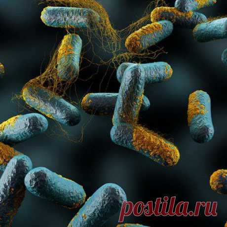 Кишечные бактерии-симбионты