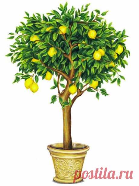 Как посадить и вырастить лимон из черенка?