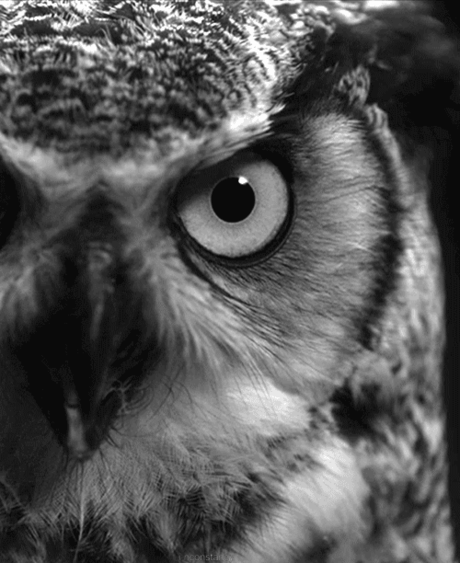Совушки/Owls – Google+