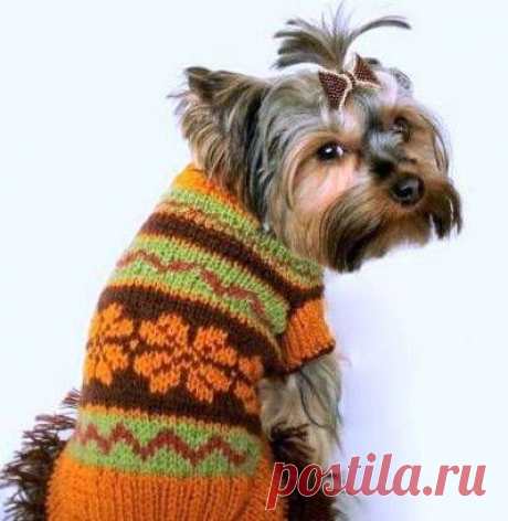 Вязанье для собак.