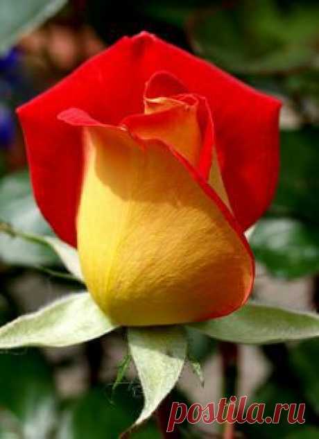 ~Piccadilly Rose
