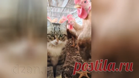 Видеонарезка "Смешные кошки дают сдачи" | КотоВедение | Дзен