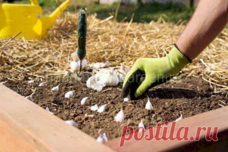 Какая почва нужна при посадке чеснока, что любит чеснок, какой грунт предпочтителен