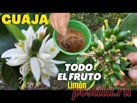 ¡Maravilloso! CUAJA todo el FRUTO de LIMÓN 🍋 Con este PODEROSO FOLIAR Orgánico