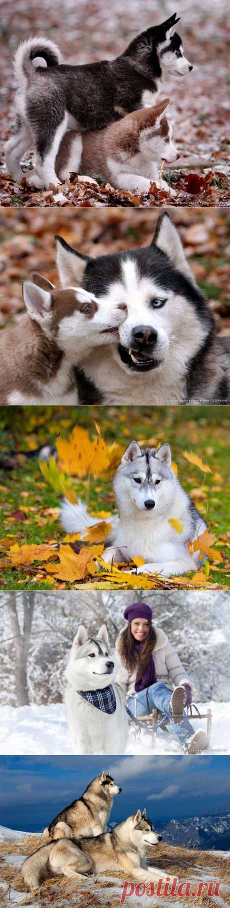 И снова о сибирском Хаски - самой красивой собаке на планете!