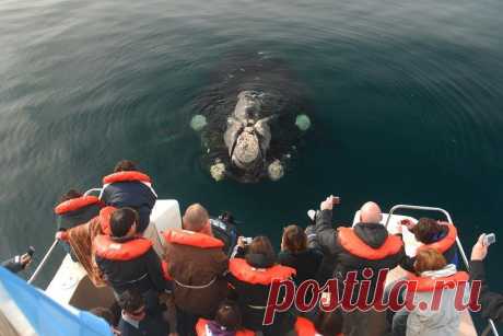 В аргентинской провинции Чубут зафиксировано рекордное число китов | Туризм