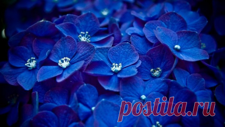 Синие цветы|Галерея фото