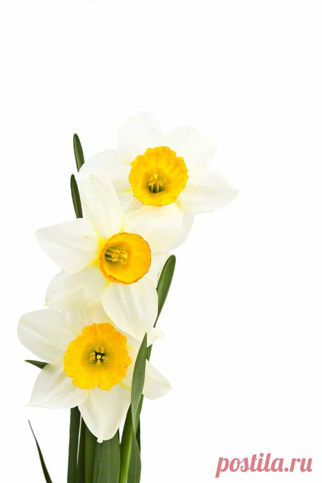 Narcissus 41116_ 花 F _Flower class_ Gallery Wallpaper_68Design