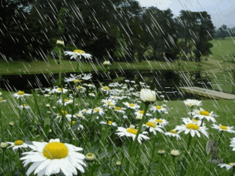 paisagem+jardim+chuva+animado.gif (500×375)