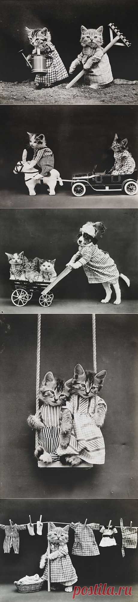 Эти веселые фотографии, как полагают датированные 1914 годом, являются первыми кошачьими мемами — или «LOLcat» (Смешными кошками). Термин впервые зарегистрирован в 2006 году, для определения изображения, которое сочетает в себе юмористический снимок кошки с забавным текстом выше или ниже. Фото сделал американский фотографии Гарри Уиттьер Фрис. Предполагается, что он, возможно, на самом деле был одним из пионеров явления «LOLcat», а не поколение двухтысячных.