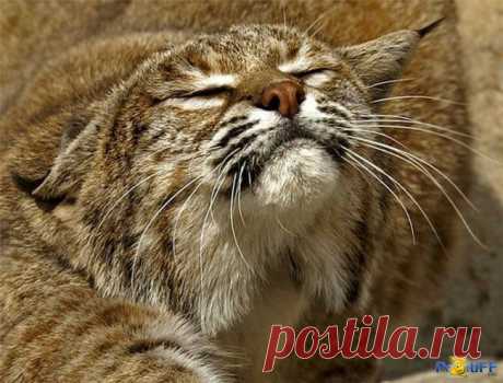 дикие кошки: 99 тыс изображений найдено в Яндекс.Картинках