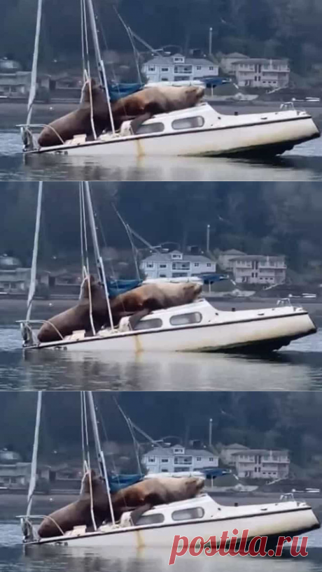 Leões marinhos relaxam em cima de barco nos EUA. Ora veja