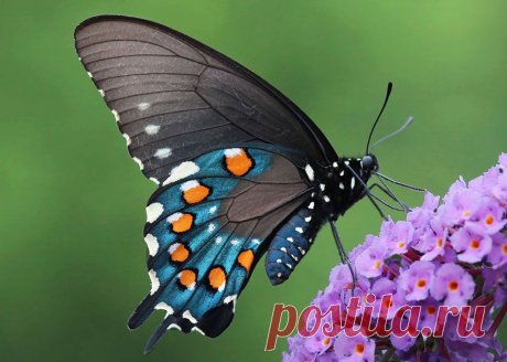 Удивительное превращение гусениц в бабочек - Фотопанорама