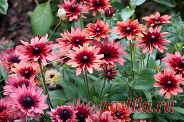 Цветок Рудбекия: Советы по уходу и выращиванию &amp;#8211; Agro-Info