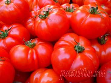 Всего 3 капли этого копеечного средства под каждый куст — и помидоры растут наперегонки: никакого фитофтороза всё лето — только рекордный урожай - новости Хибины.ru