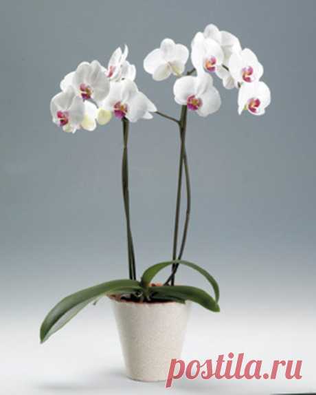 Размножение орхидеи фаленопсис детками.