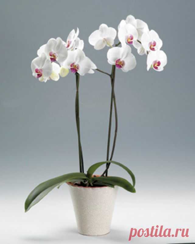 Размножение орхидеи фаленопсис детками.