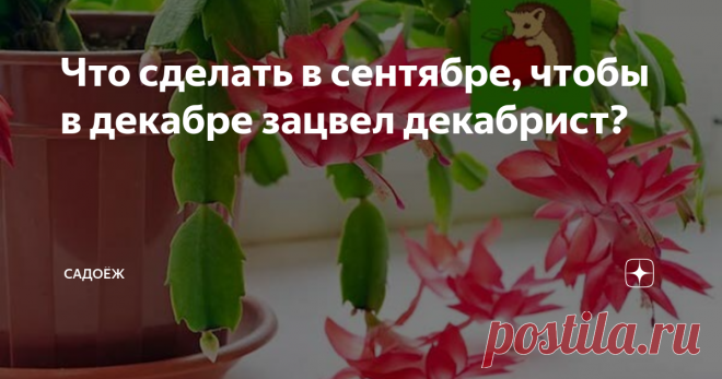 Что сделать в сентябре, чтобы в декабре зацвел декабрист? Краткая инструкция