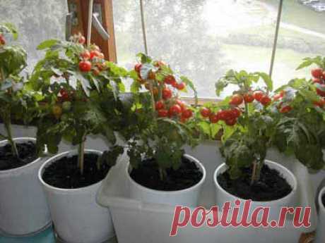 Выращивание помидоров на подоконнике | Огород без хлопот