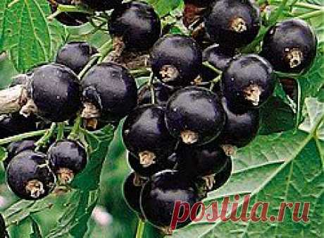Выращивание черной смородины: размножение, посадка и уход