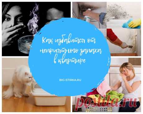 Как избавиться от запаха кошачьей мочи – проверенные способы