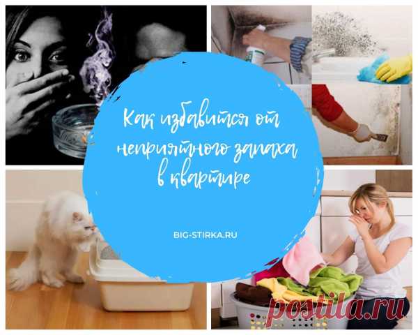 Как избавиться от запаха кошачьей мочи – проверенные способы
