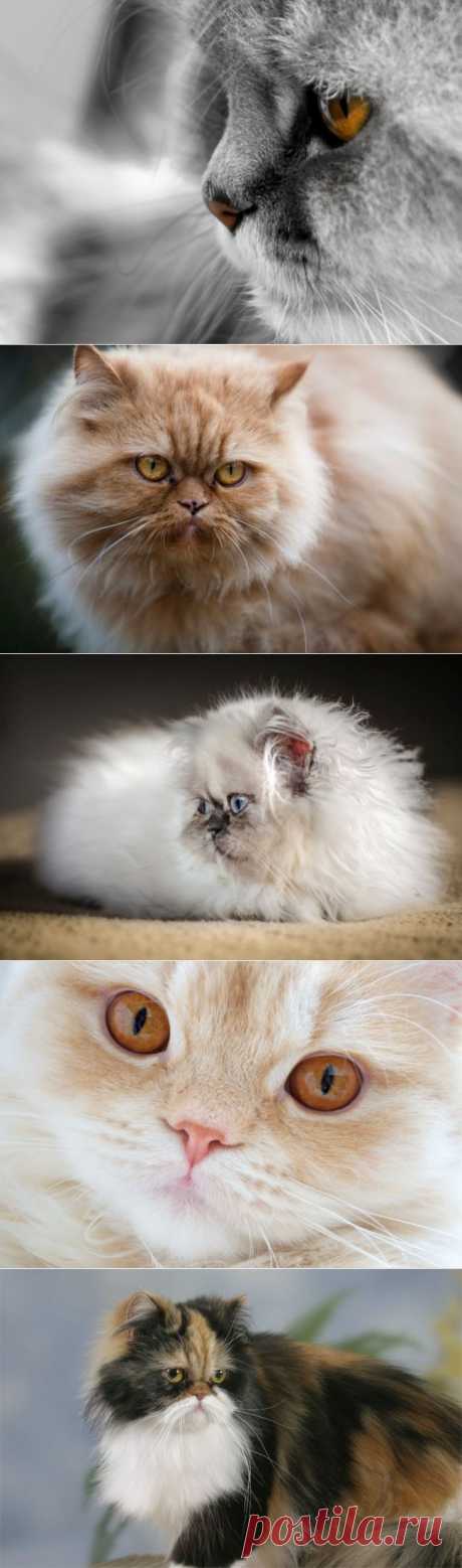 Персидская кошка: в полной комплектации