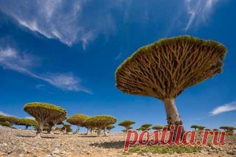 Деревья Архипелага Сокотра - группа островов к востоку от побережья Йемена в Индийском океане.