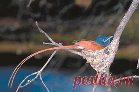 Еще один знаменитый эндемик Сейшел - райская мухоловка
