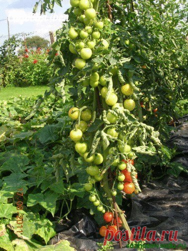 «Ленивый» способ выращивания помидоров | 6 соток