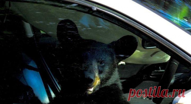 Барибал устроил ад в запертом автомобиле (5 фото) | Чёрт побери Американец выложил фотографии происшествия на Аляске, где барибал(черный американский медведь) оказался запертым в Acura его соседа.Пытаясь выбраться из замкнутого пространства, животное разодрало весьсалон, прежде чем кто-то из людей догадался открыть дверь автомобиля.Сразу после этого барибал пулей умчался в лес. По словам владельца автомобиля, агент страховой компании подготовил документы на списание транспортного средства.