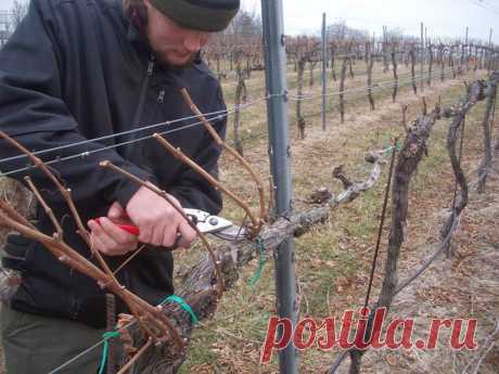 АГРОВИЛЛА: Формировка виноградных кустов