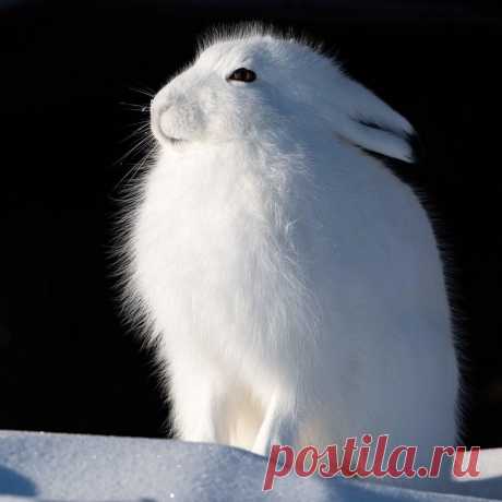 An Arctic Hare soaks up some sunshine on a chilly -20C winter day on the shores of Hudson Bay in Manitoba Canada