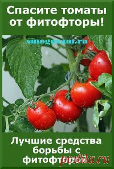 Узнайте 8 работающих способов борьбы с фитофторой на томатах | Органическое садоводство, Растения, Садовый контейнер