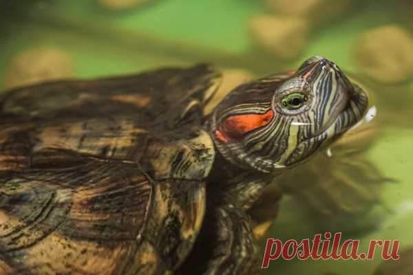 Старейшему наземному животному на Земле исполнился 191 год Гигантская черепаха по имени Джонатан, живущая на острове Святой Елены, встретила свой 192-й год жизни. Он является самой старой черепахой в истории – до 2021 года этот титул принадлежал лучистой черепахе Туи Малиле (1777 – 1965), которая дожила до 188 лет.Ученые считают, что Джонатан...