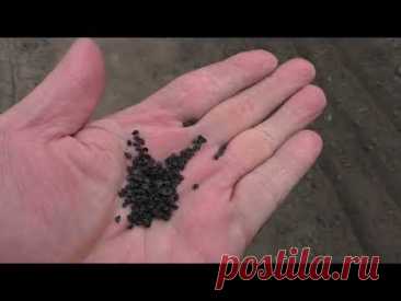 Как сеять семена лука чернушку для выращивания лука севка