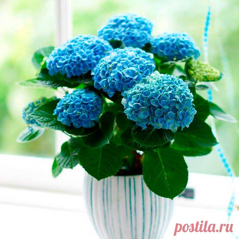 Комнатное растение Гортензия (Hydrangea). В научном названии рода этих растений не случайно использовано греческое слово hydor - "вода". Гортензии весьма влаголюбивы. Их родина - Азорские острова с их мягким морским климатом. Поэтому содержать растение рекомендуют в прохладных и влажных местах.