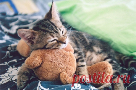 Фото Милый котенок спит в обнимку с плюшевым мишкой, страница