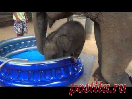 Baby Elephant Bath Time Part2 - YouTube