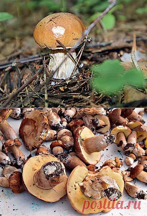 Грибы: как вырастить на участке. Белые грибы и подосиновики можно развести посевом спор. Если грибы приживутся, урожай будет больше, чем при пересадке гриба вместе с деревом.